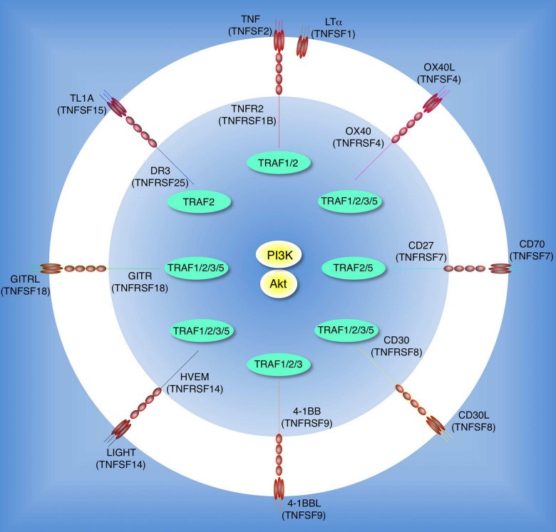 Fig. 1 The TNFR family molecules regulate the PI3K or Akt pathway.
