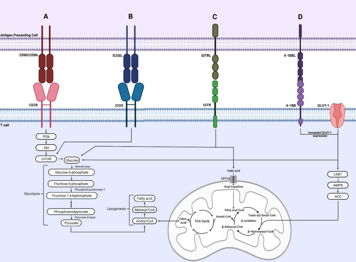 Fig. 1 Metabolic signaling is regulated by stimulatory checkpoint proteins.