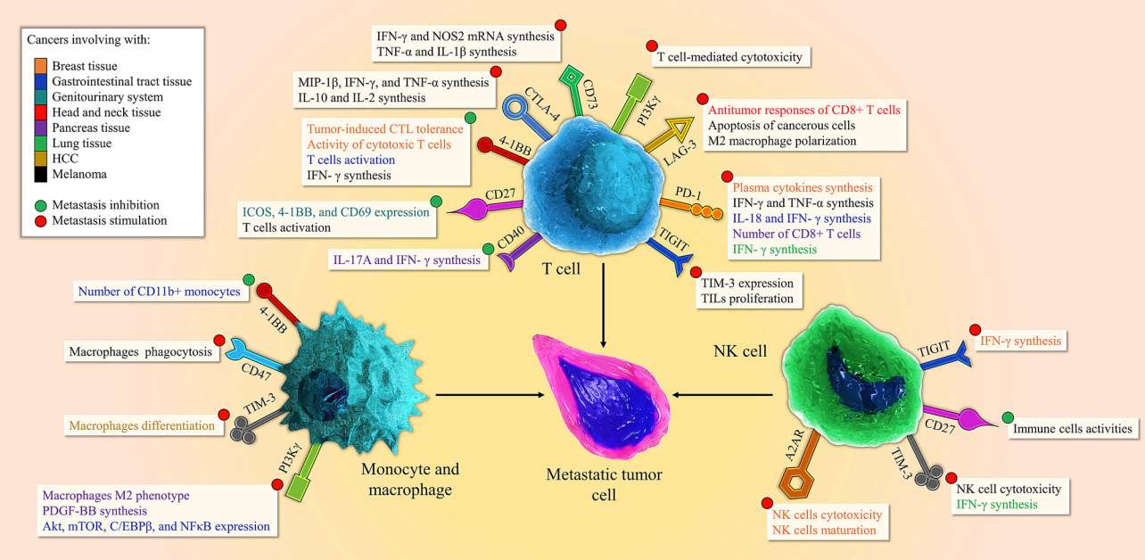 Fig. 1 The immune checkpoint plays diverse roles in T cell, NK cell, monocyte, and macrophage function.
