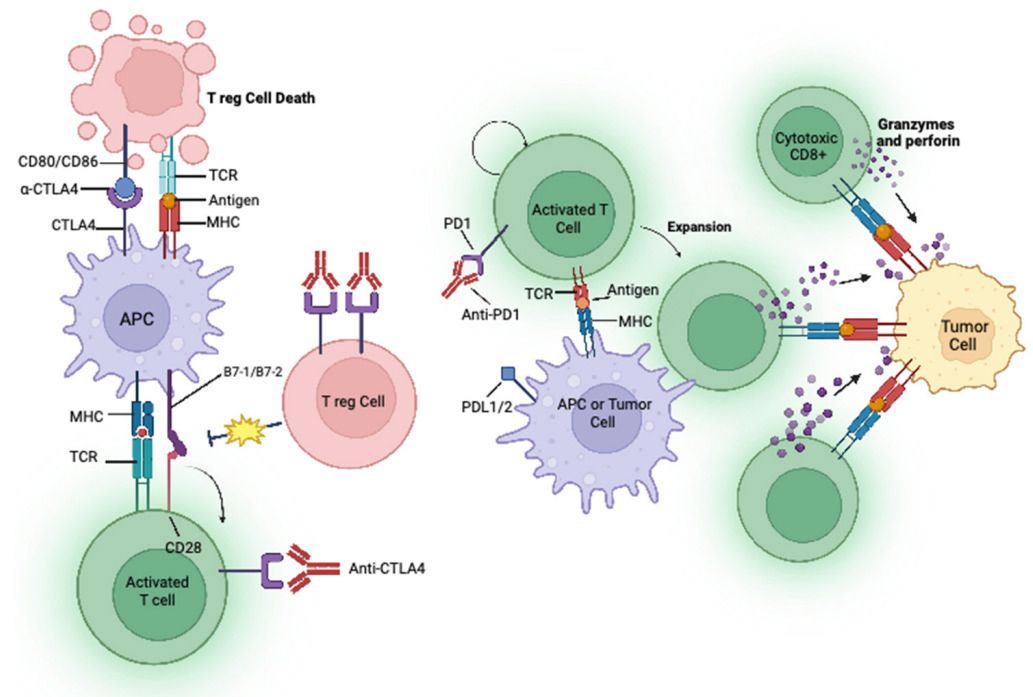Fig. 1 An image about the mechanisms of actions of immune checkpoint inhibitors.