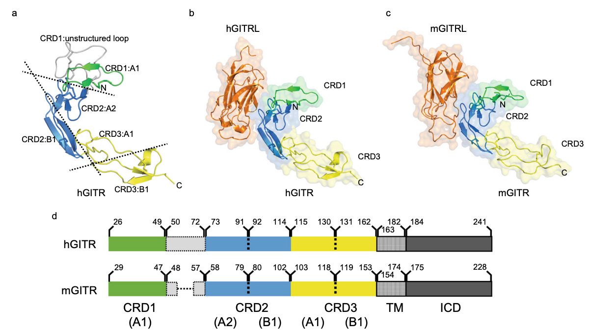 Fig. 1 The modular representation of GITR in human and mouse.