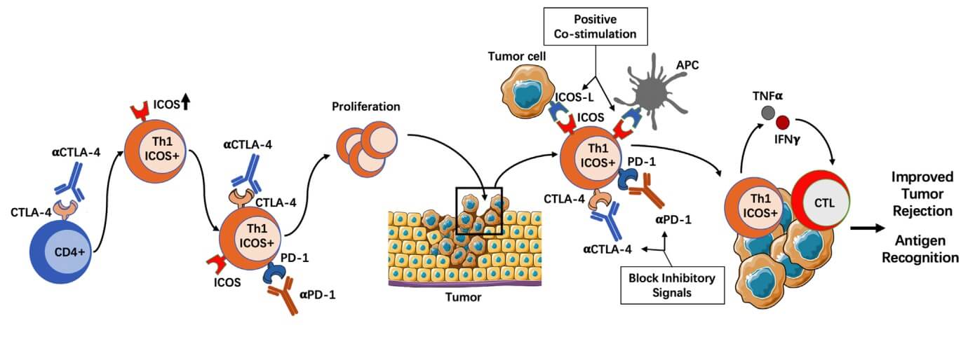 Fig. 1 A picture about the mechanisms of actions of ICOS+ Th1 cells in ICI therapy.
