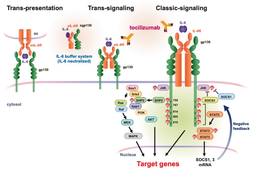 Fig. 1 An image about the mechanisms of actions of IL-6R signaling.
