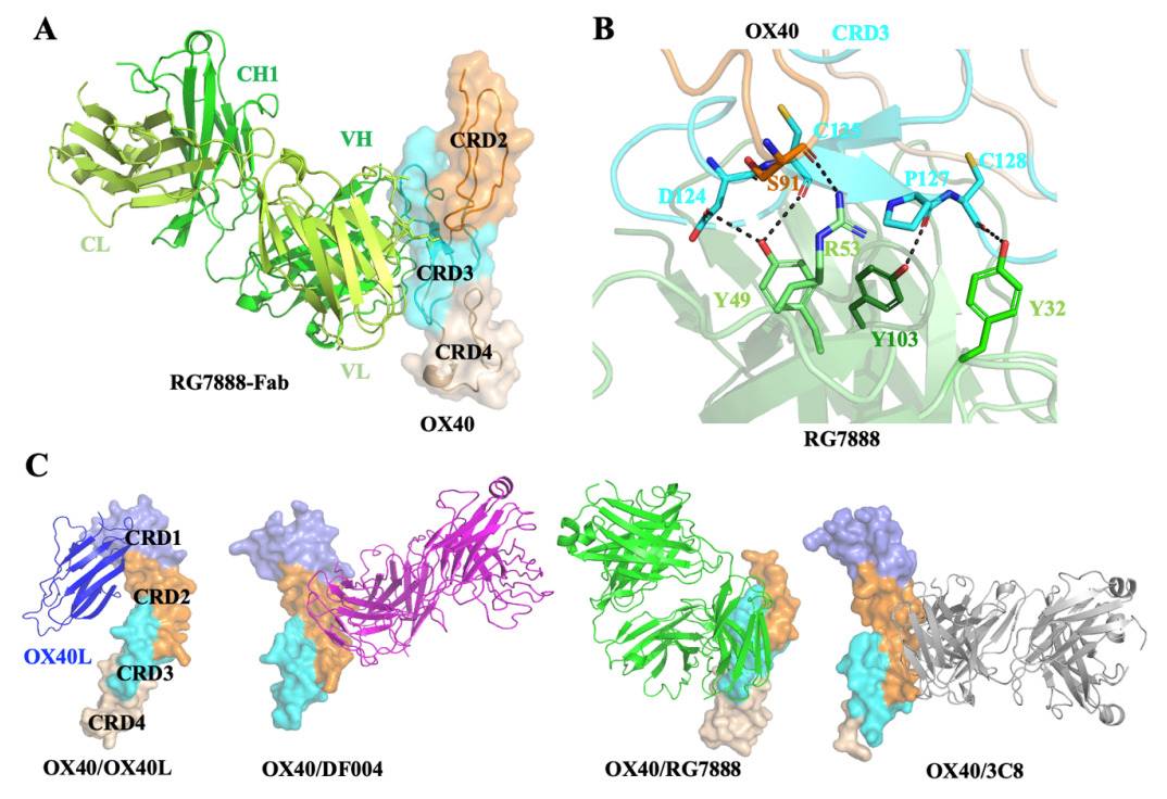 Fig. 1 An image about the structural analysis of the OX40 complexes.