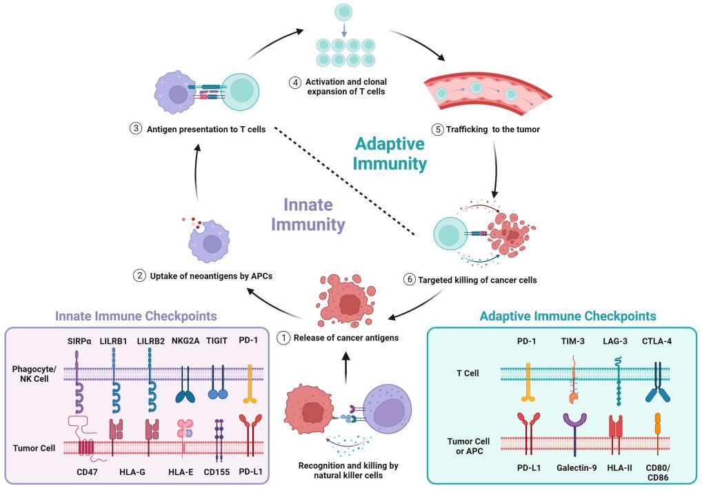 Fig. 1 The cancer immunity cycle is regulated by immune checkpoints.