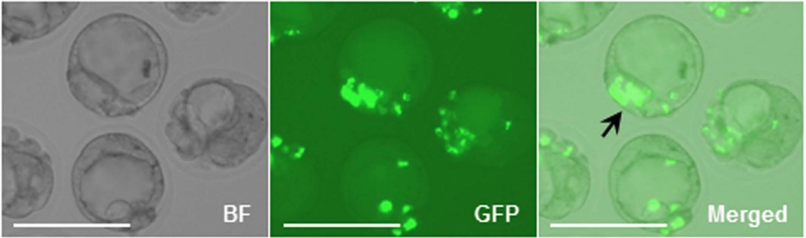 Fig. 1 Injection of transfected rESCs into blastocysts.