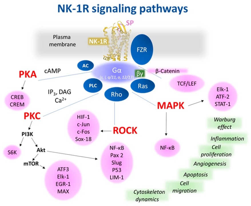 Fig.1 NK-1R intracellular signaling pathways that may have a role in cancer-related processes. (Coveñas, Francisco D & Miguel, 2022)