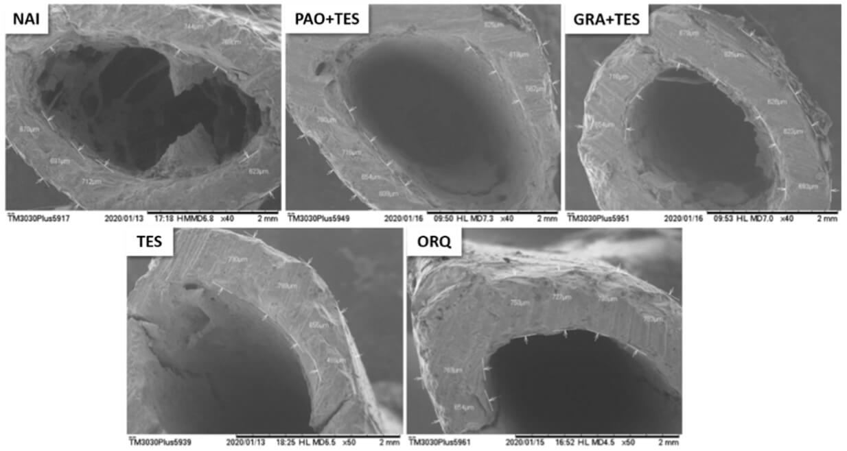 Fig. 1 Scanning electron microscopy (SEM) images from transversal sections of the femur metaphysis in the orchiectomy-induced rat osteoporosis model.