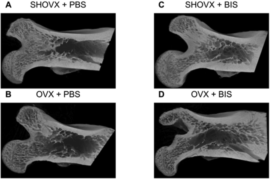 Fig. 1 Femoral heads of the animals were analyzed with 3D microCT reconstructions.