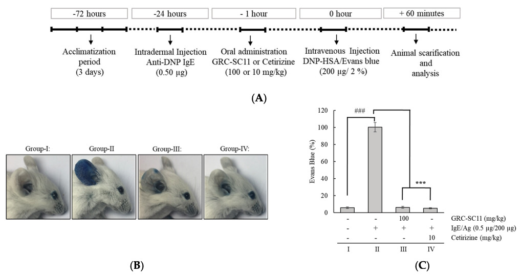 Fig. 1 An image about the impact of GRC-SC11 on the lgE/Ag-stimulated passive cutaneous anaphylaxis (PCA) model in BALB/c mice.
