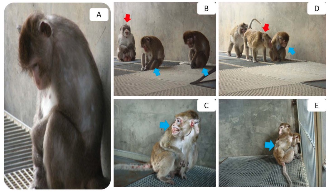 Fig. 1 Images showing the behaviors observed in depressed macaques.