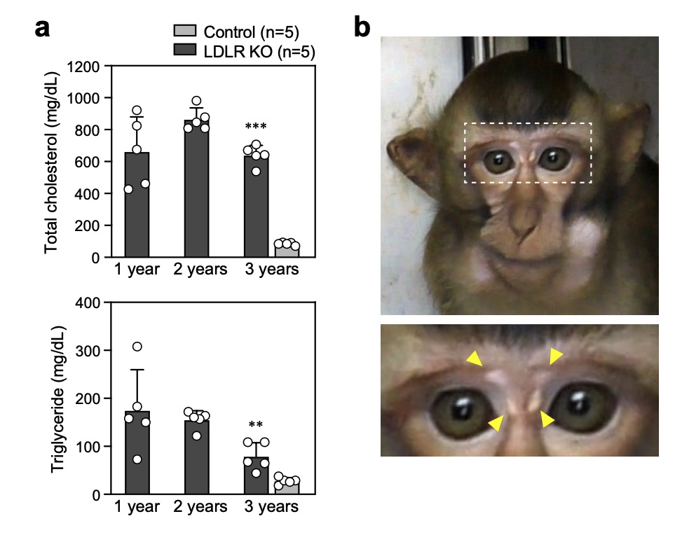 Fig. 1 Images showing phenotypes of generated LDLR KO cynomolgus monkeys.