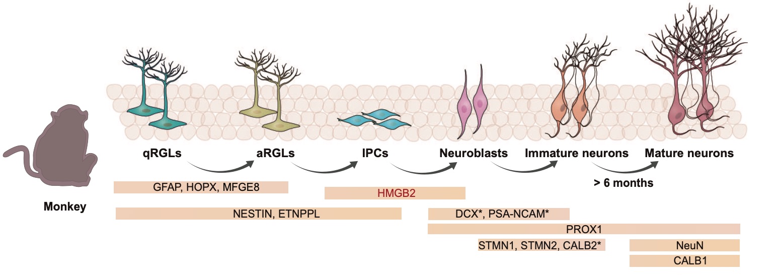 Fig. 1 Images showing hippocampal neurogenesis capacity and markers in monkey.