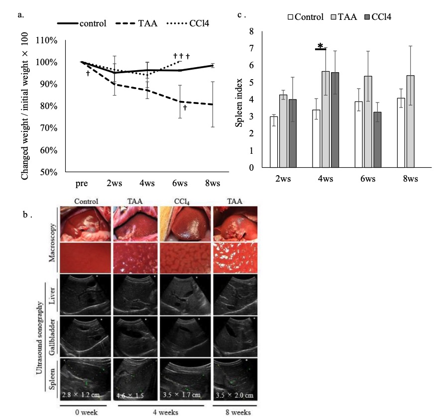 Fig. 1 Images showing changes in body weight, ultrasound findings, and spleen index of novel liver fibrosis model in Macaca.