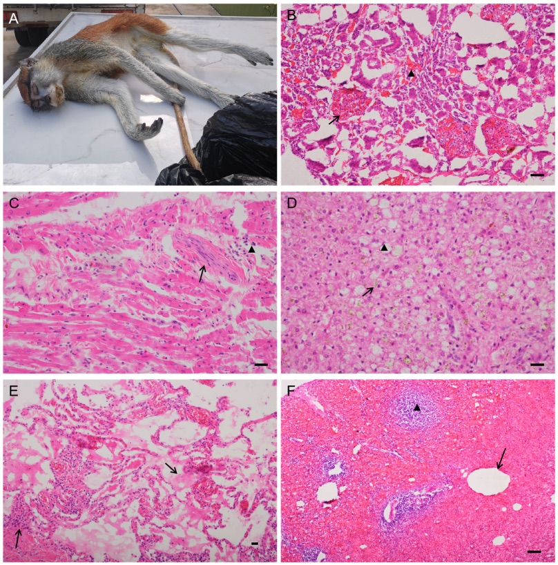 Fig. 1 Images showing microscopic appearance of major organs of Patas monkey.