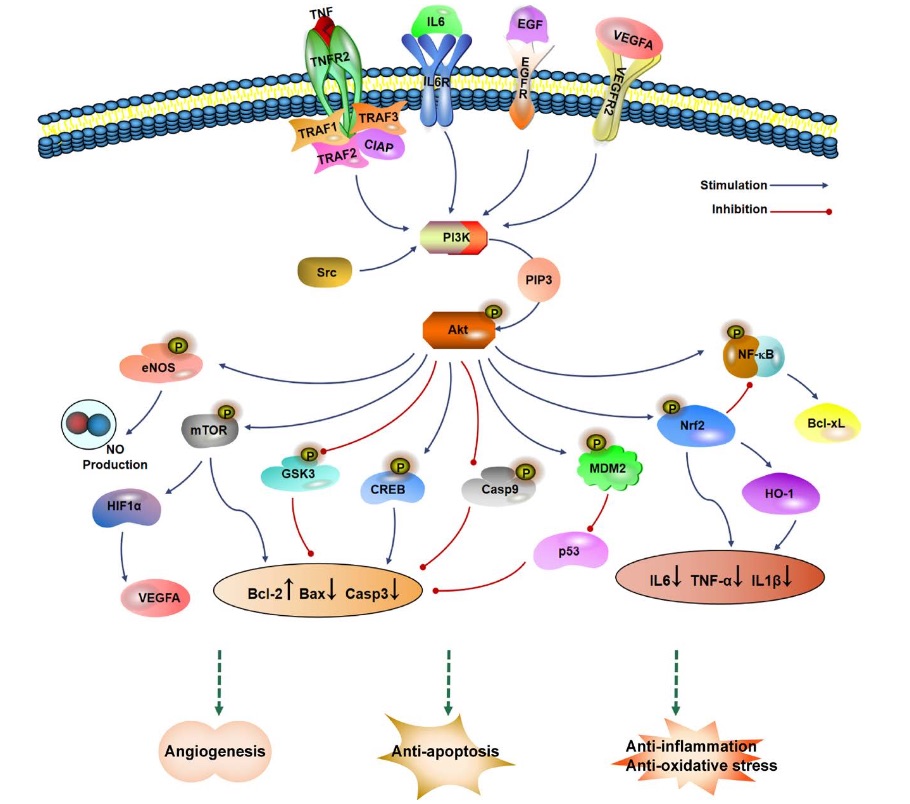 Fig. 1 Images showing the mechanism of potential targets of GBLs for VD treatment.