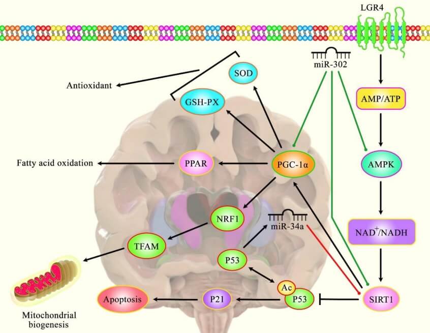 Fig. 1 An image about the mechanisms of several miRNAs in the modulation of Huntington’s disease.