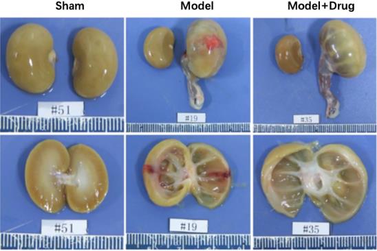 Rodent Urological System Disease Models (Creative Biolabs UUO)