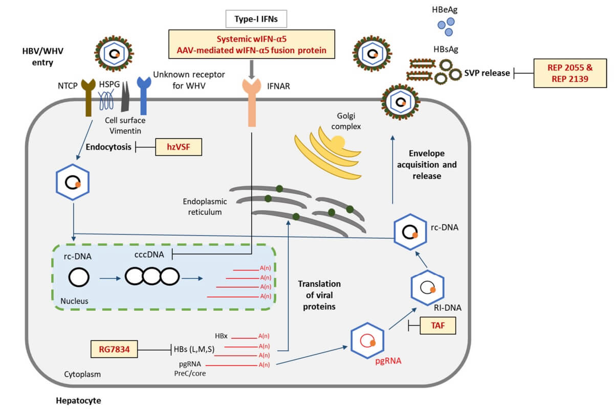 Fig. 1 An image about the antiviral drugs targeting different steps of the HBV/WHV life cycle tested in the woodchuck animal model of CHB.