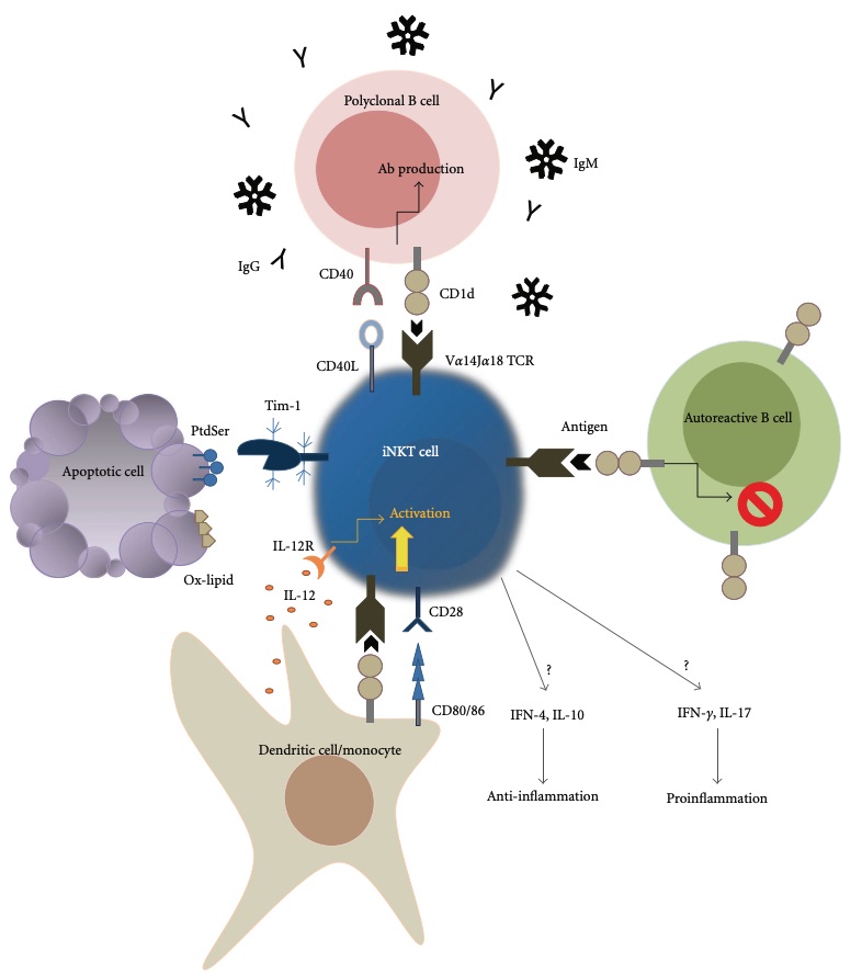 Fig. 1 The role of iNKT cells in murine lupus models.