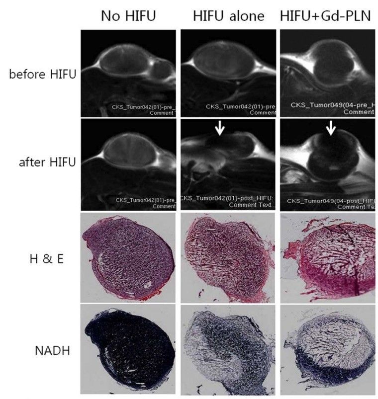 Fig. 1 H&E and NADH staining images of subcutaneous tumor models.