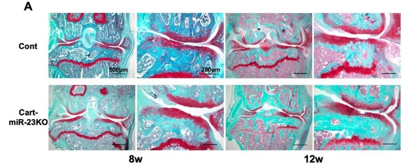 Fig. 1 Images of the knee joints of Control and Cart-miR-23clus KO mice stained with Safranin-O.