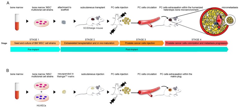 Fig.1 Prostate cancer metastasis: experimental designs using humanized bone/bm ossicles and matrigel models in SCID/Beige mice. (OA Literature)