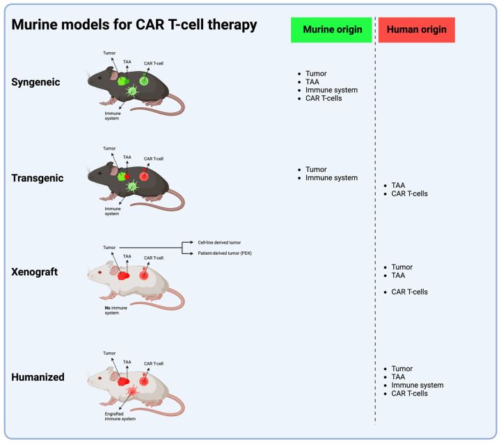 Fig.1 Frequently used murine models for CAR T-cell therapy research. (OA Literature)