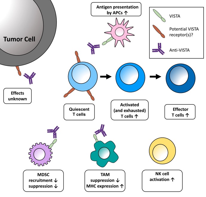 Fig. 1 Potential impacts of VISTA blockade on the tumor microenvironment.