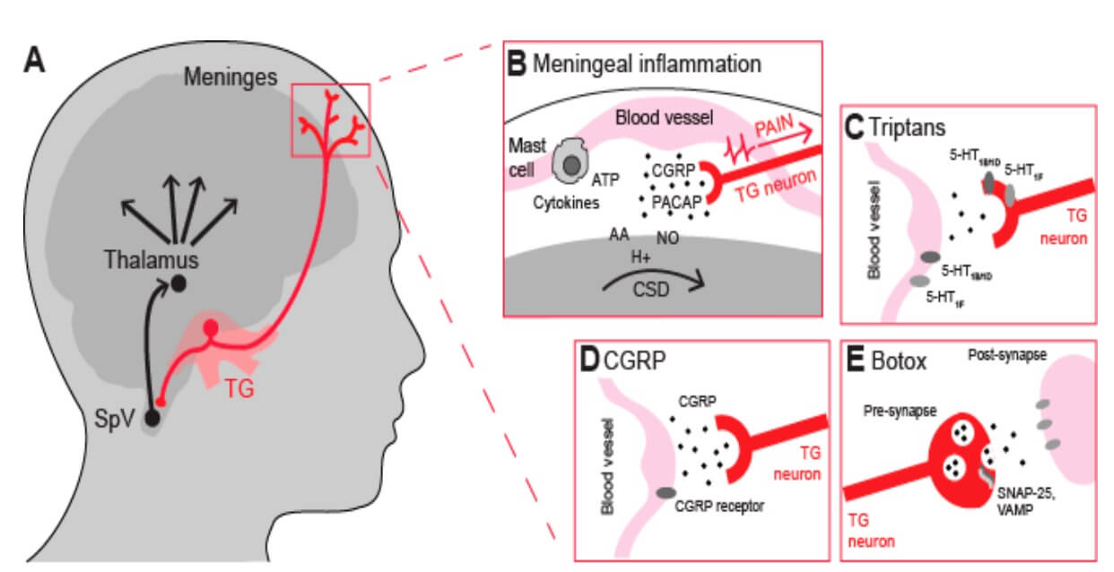 Fig. 1 Physiological diagrams of the migraine pathogenesis and pharmacological targets.