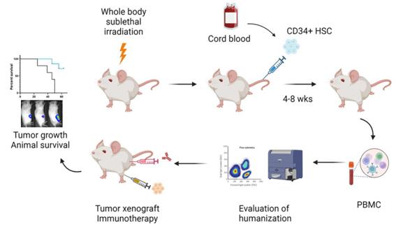 Fig.1 Developing an Orthotopic Humanized Mouse Model to Evaluate Bone Cancer Immunotherapy. (OA Literature)