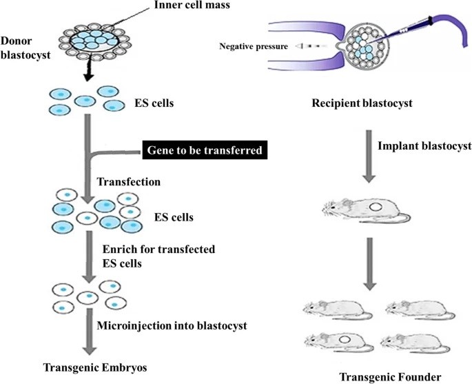 Fig. 1 Flowchart illustrating the steps involved in DNA microinjection into ES cells. (OA Literature)