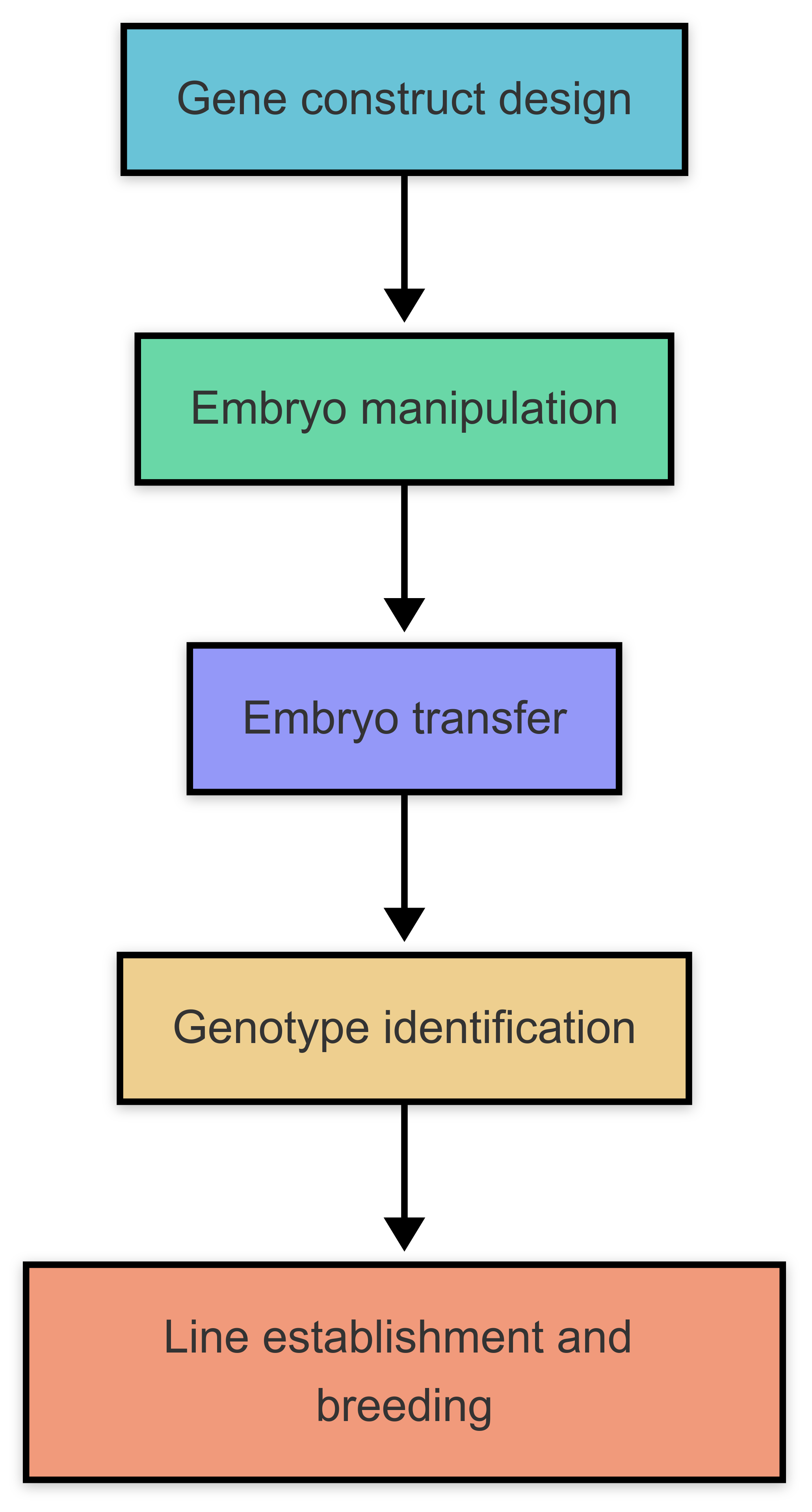 Fig. 2 Steps involved in the generation of a transgenic mouse. (OA Literature)