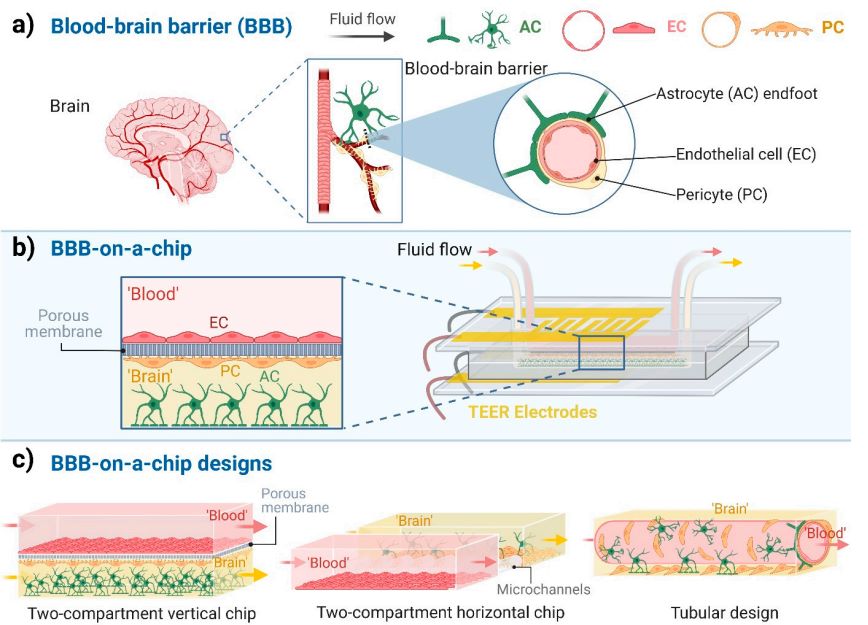 Fig.2 Understanding blood-brain barrier-on-a-chip models. (OA Literature)