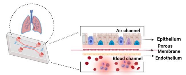 Fig.3 Mimicking the human lung with a two-channel lung-on-a-chip. (OA Literature)