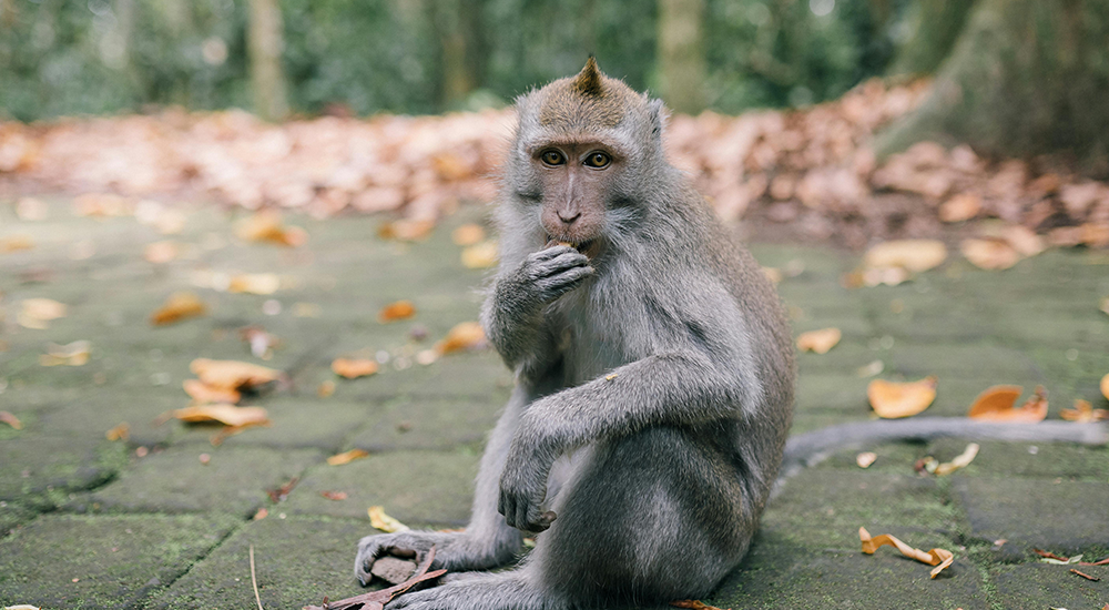 Non-human Primate Services