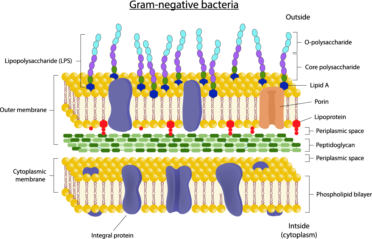 Bacterial endotoxin testing workflow for injectable biologics