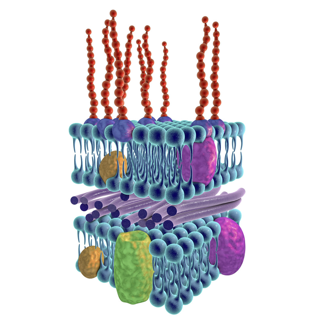 Endotoxin removal service using chromatography and phase separation techniques