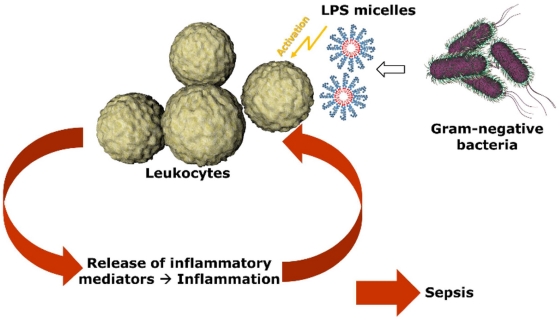 The innate immunity is stimulated by endotoxins (OA Literature)