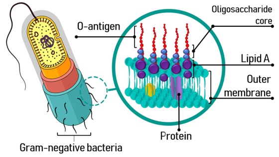 Gram-negative Bacterial Endotoxin Structure (OA Literature)
