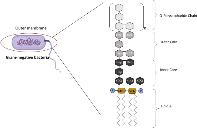 The LPS structure (OA Literature)