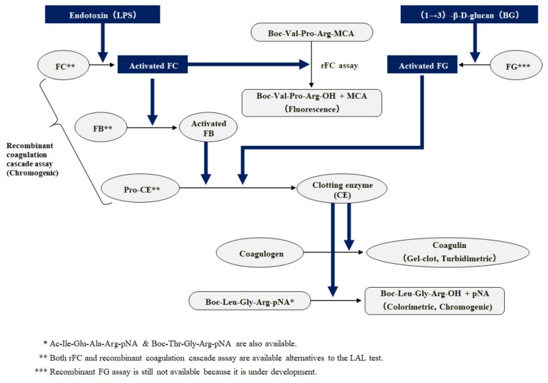 The LAL cascade pathways (OA Literature)