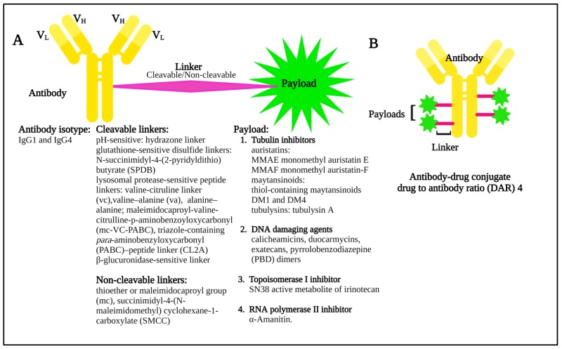 Components of an antibody–drug conjugate (OA Literature)