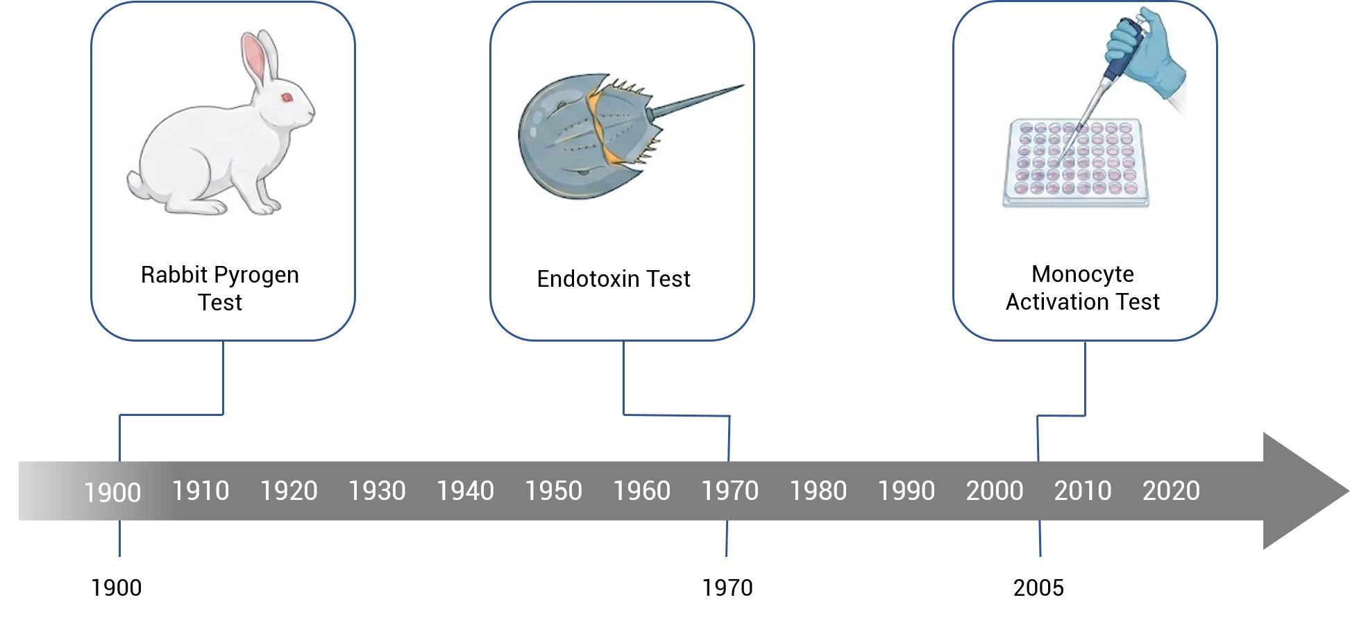 The development process of pyrogen testing methods (Creative Biolabs AI)