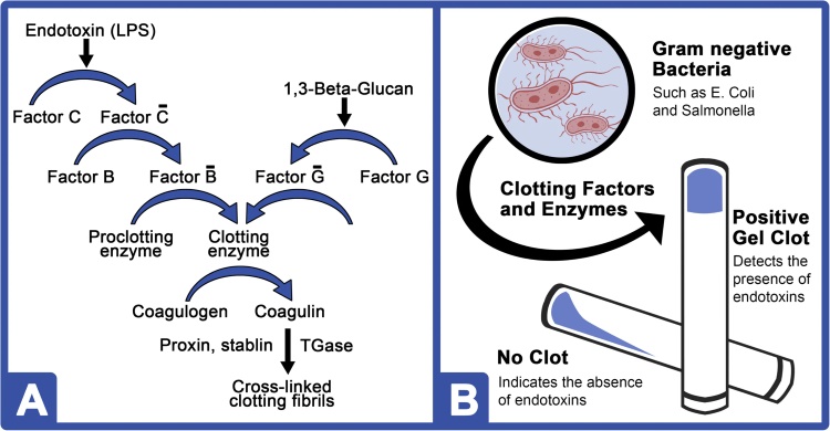LPS-mediated LAL gel clot assay (OA Literature)