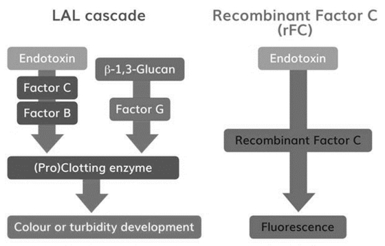 Reaction cascades in LAL and rFC assay (OA Literature)
