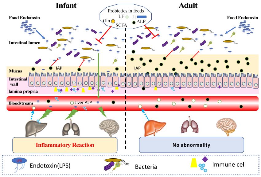 Endotoxin stimulates inflammation (OA Literature)