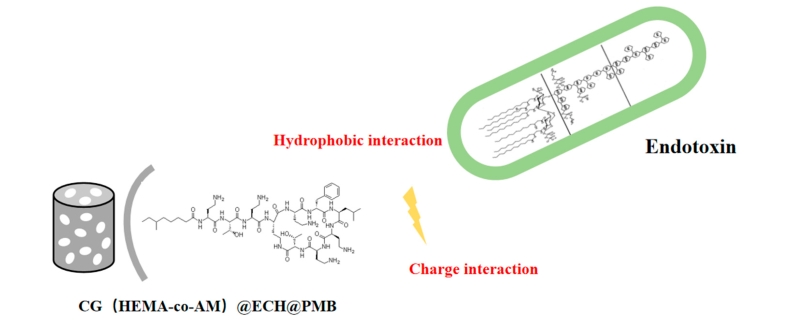 Mechanism of endotoxin adsorption (OA Literature)