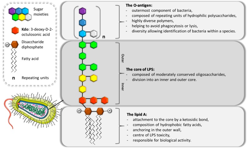 The endotoxin structure (OA Literature)