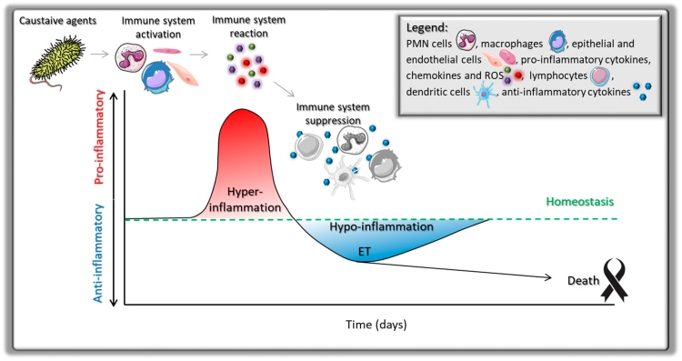 The immune response to bacterial endotoxin regarding homeostasis (OA Literature)